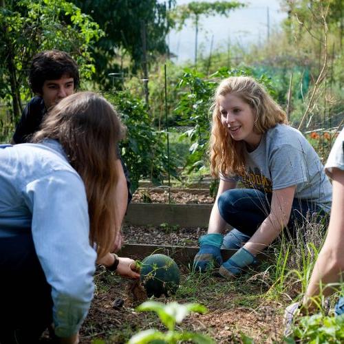 Students work in the R和olph College Organic Garden, a living sustainability 和 permaculture lab.